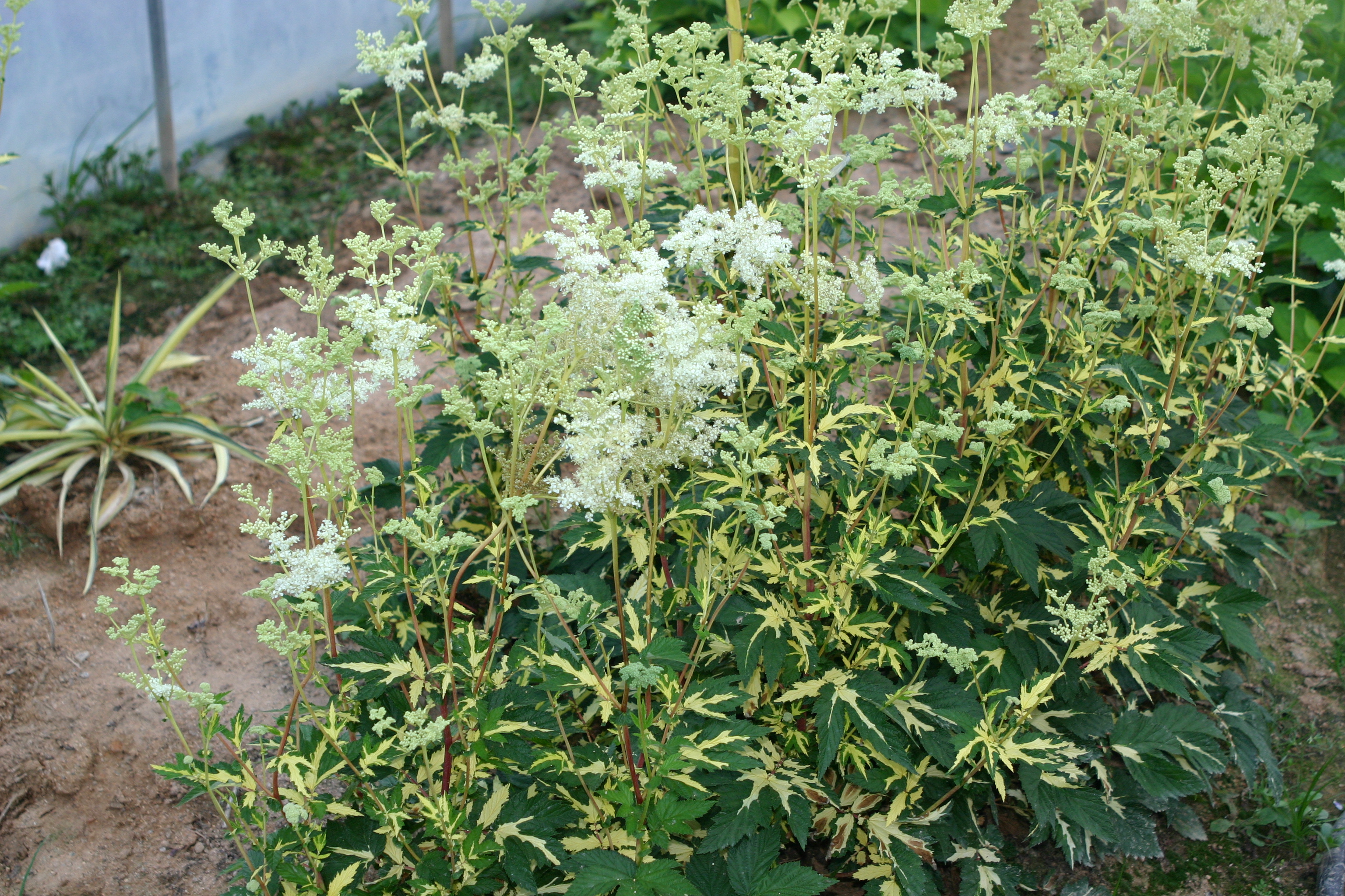 Filipendula ulmaria 'Variegata'